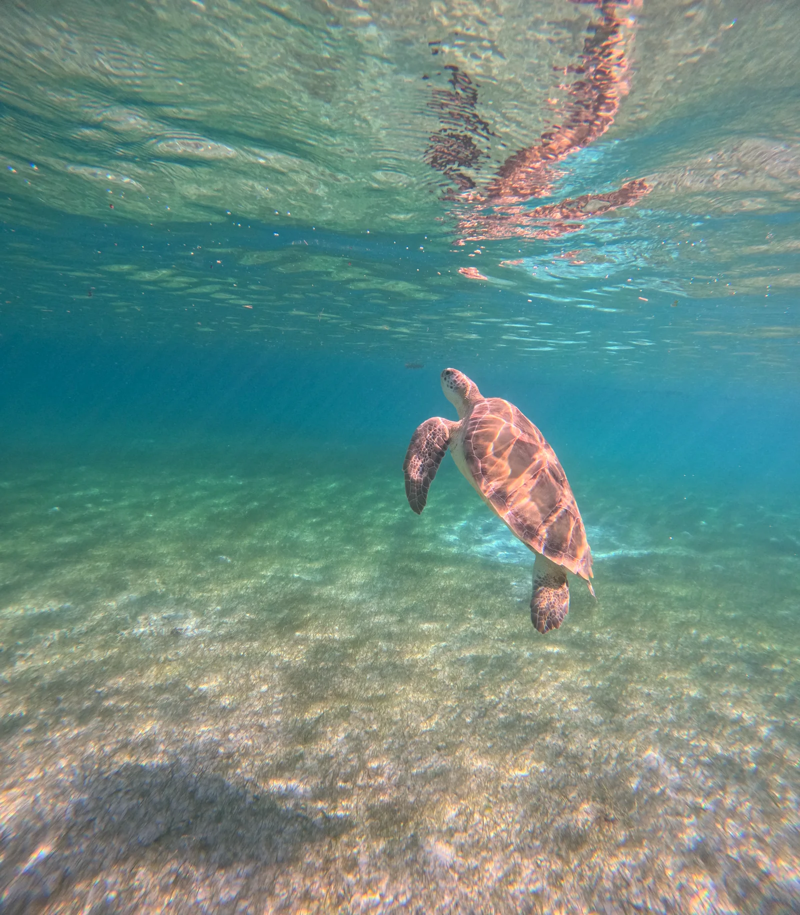 Tortuga marina nadando hacia la superficie en Akumal